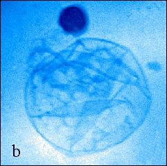Lawrence Berkeley National Laboratory ALS