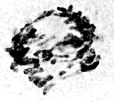 genotoksycznych,