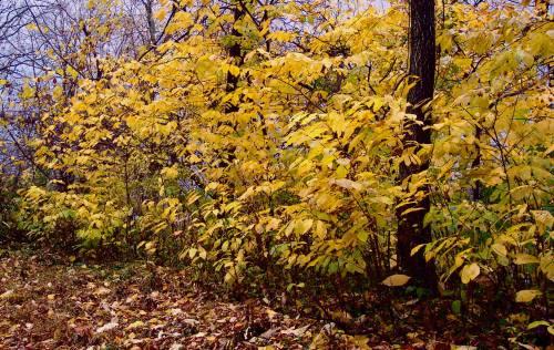 (W listopadzie zdecydowanie można poczuć już zbliżającą się nieuchrnonnie zimę) Gdy liście spadną z drzew, odsłonią gałęzie, dzięki czemu będziemy mogli dokładnie sprawdzić, jaki jest ich stan.