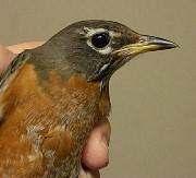 Identifying birds: look for... Minimize stress for the bird while handling for identification.