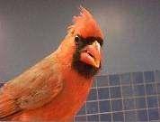 Identifying birds: look for.