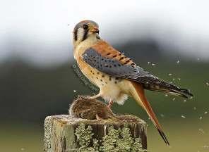 Identifying birds: consider.