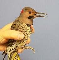Then identify to species Use your field guide or app to identify to species.