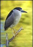 Special considerations... Age: juvenile plumage.