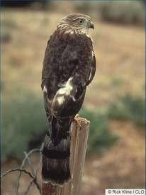 Hawk Imm.