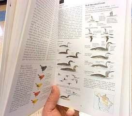 Using a Field Guide Front: Loons,