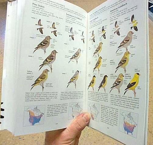 .. Back: sparrows, finches