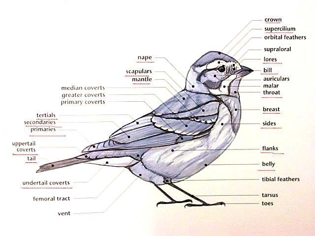 Topography of a Bird From