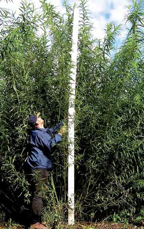 Salix