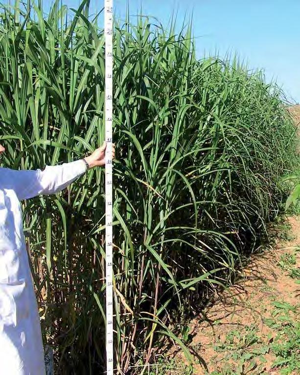Miscanthus