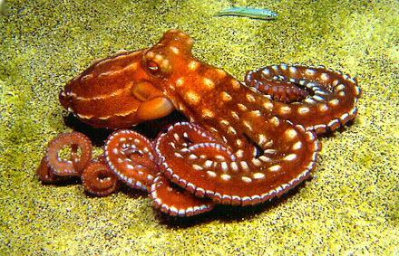 Octopus-