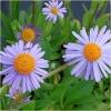 Dane aktualne na dzień: 13-06-2019 13:55 Link do produktu: http://www.goldplants.eu/bylina-aster-tongolski-aster-tongolensis-b12-p-8.