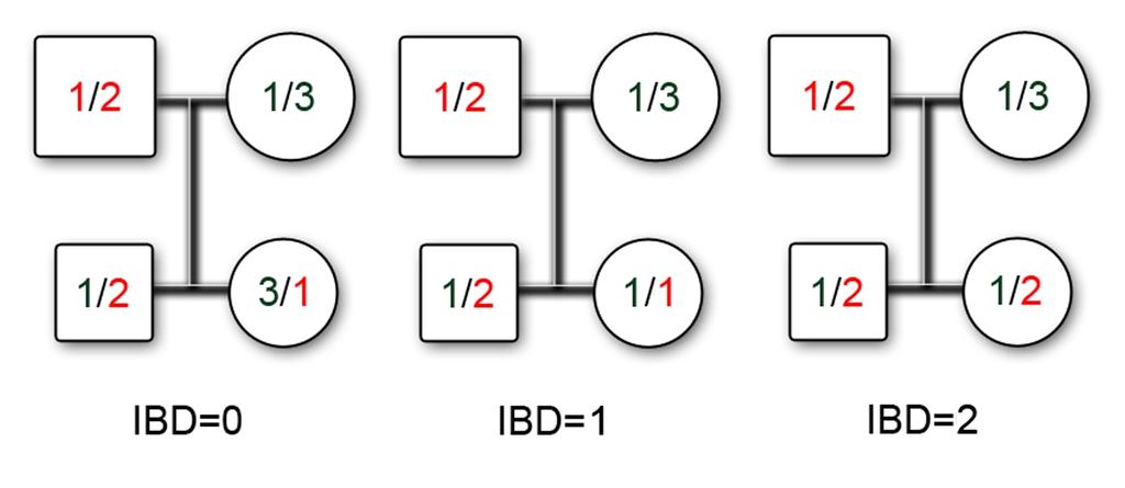 Wykorzystane modele - macierz IBD IBD (ang.