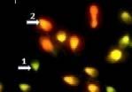 1,3-butadien: redukuje metylację DNA i histonów. Formaldehyd: powoduje sieciowanie (cross-linking) w DNA. Akrylonitryl: powoduje stres oksydacyjny i deaminację.
