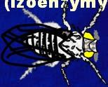 Brak efektów morfologicznych i fizjologicznych.