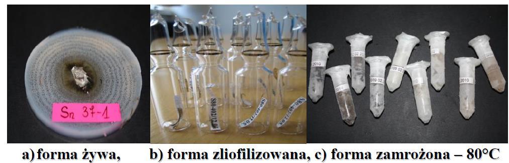 i Septoria tritici reprezentatywnych dla badanych cech patogeniczności i cech morfologii kolonii (typ zarodnikujący, typ grzybniowy, szybkość zasiedlania podłoża). 2.