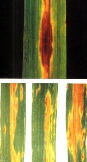 Opis realizacji celu 1 - określenie udziału gatunków Stagonospora spp i Septoria