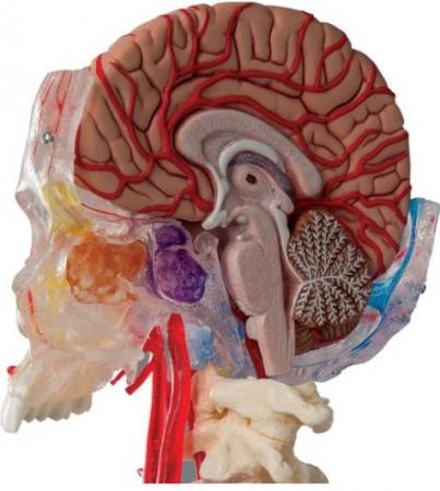Jest to przeźroczysty model czaszki człowieka z zatokami (zatoki szczękowe, komórki sitowe, zatoka klinowa i zatoka