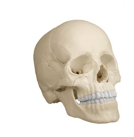 Dydaktyczna czaszka osteopatyczna, 22 części, wersja anatomiczna Nr ref: MA00460 Informacja o produkcie: "Czaszka osteopatyczna, 22 części, wersja anatomiczna" Model czaszki dorosłego człowieka z