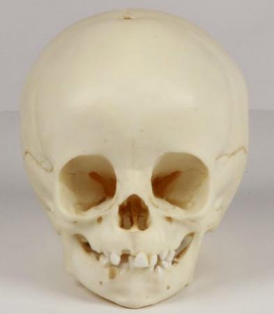 Model czaszki 14-miesięcznego dziecka Nr ref: MA00471
