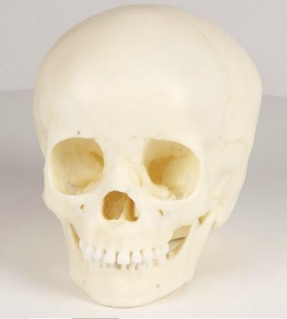 Model czaszki 3-letniego dziecka Nr ref: MA00468 Informacja o