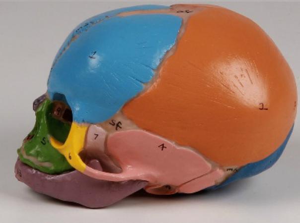 Poszczególne elementy czaszki są przedstawione w szczegółowy sposób. Model preszentuje szwy czaszki, ciemiączko, przewód słuchowy zewnętrzny.