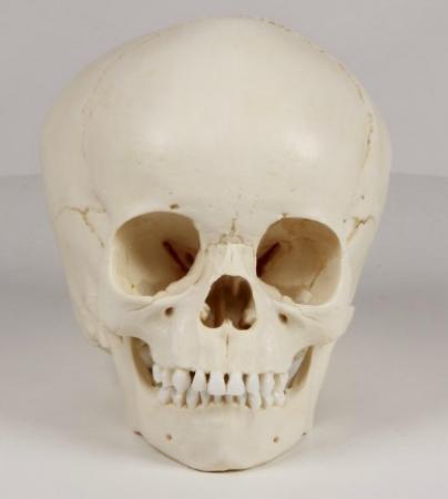Model czaszki 4-letniego dziecka Nr ref: MA00469