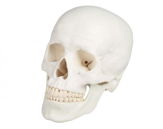 Model czaszki człowieka, 3 części Nr ref: MA00455 Informacja o produkcie: Model czaszki, 3 części Model czaszki do nauki anatomii.