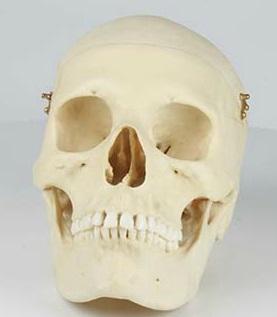 Model czaszki dorosłej kobiety Nr ref: MA00462