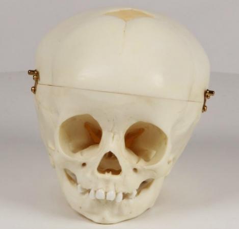 Model czaszki rocznego dziecka Nr ref: MA00465 Informacja o produkcie: "Model czaszki 1-rocznego
