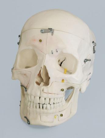Model czaszki, 14-części, model demonstracyjny Nr ref: MA00461 Informacja o produkcie: "Czaszka 14-częściowa, model demonstracyjny".