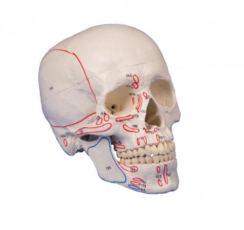 Model czaszki, 3 części + oznaczenia przyczepów mieśni Nr ref: MA00034 Informacja o produkcie: "Czaszka człowieka, 3 części + oznaczenia przyczepów mięśniowych" Prezentowany produkt to model czaszki