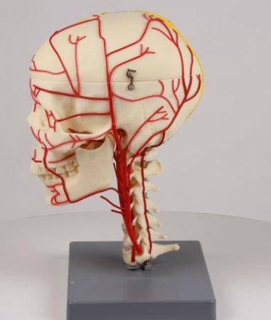 kostny model anatomiczny czaszki człowieka przedstawiający