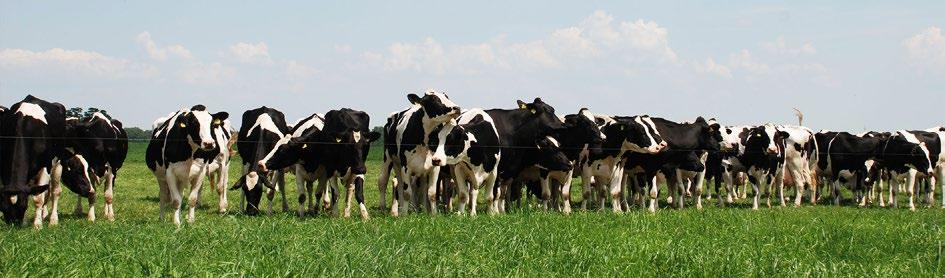 POLSKA FEDERACJA HODOWCÓW BYDŁA i PRODUCENTÓW MLEKA Według stanu na dzień 31 grudnia 2014 roku, udział krów ocenianych w krajowym pogłowiu krów mlecznych ogółem wyniósł 32,9% co w stosunku do