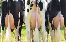 dzięki kazeinie typu AB stwarzają lepsze warunki odchowu cieląt żywionych mlekiem.