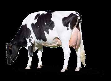 Krowy tej rasy charakteryzują się: Prawidłowo zbudowanym wymieniem oraz łatwością oddawania mleka Prawidłowo zbudowanymi, mocnymi nogami z