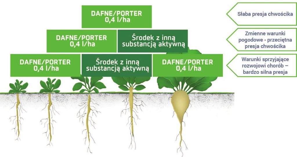 Przykładowe warianty wykorzystania potencjału DAFNE/PORTER 250 EC w rotacji triazoli oraz wzmocnienia skuteczności