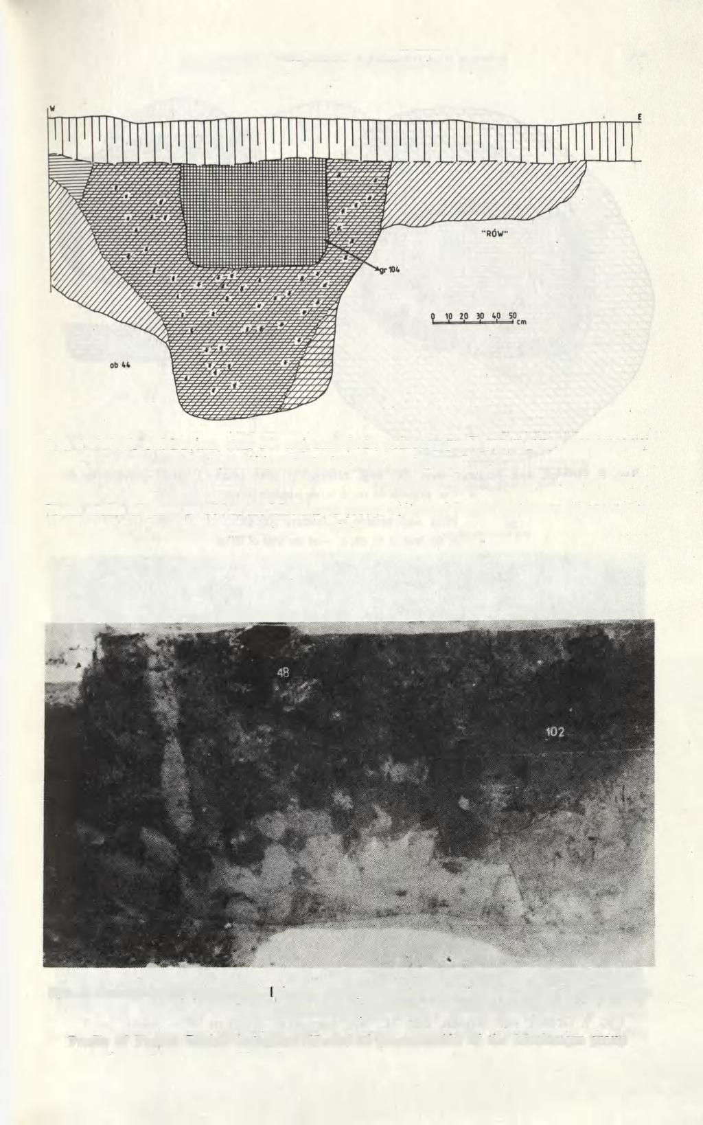 POŁUDNIOWA CZĘŚĆ OSADY W GRÓDKU NAD BUGIEM 43 Ryc. 6. Gródek nad Bugiem, stan. 1C, woj.