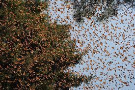 - lot monarch