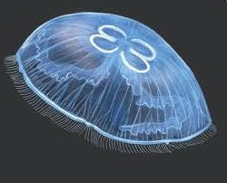 kolonie Physalia