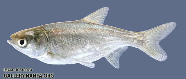 roślinożerne i filtratory (zooplankton), tym samym przyśpiesza obieg