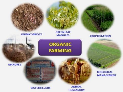 4 Organiczna uprawa roślin medycznych Promowanie współpracy pomiędzy programami narodowymi pracującymi nad tymi samymi roślinami/grupami roślin poprzez lepszą komunikację zespołów roboczych.