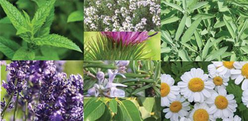 9 Organiczna uprawa roślin medycznych 4.
