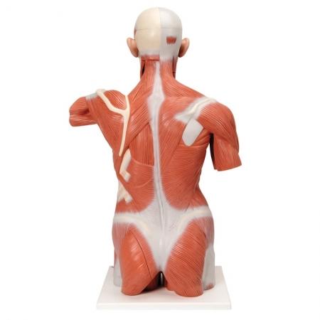 Idealnie nadaje się do nauki anatomii dla studentów medycyny i fizjoterapii.