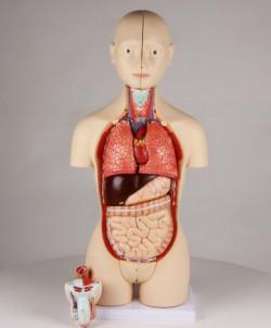 Model anatomiczny - Tors dwupłciowy, 16części, wersja mini Nr ref: MA00727 Informacja o produkcie: Tors z otwartymi