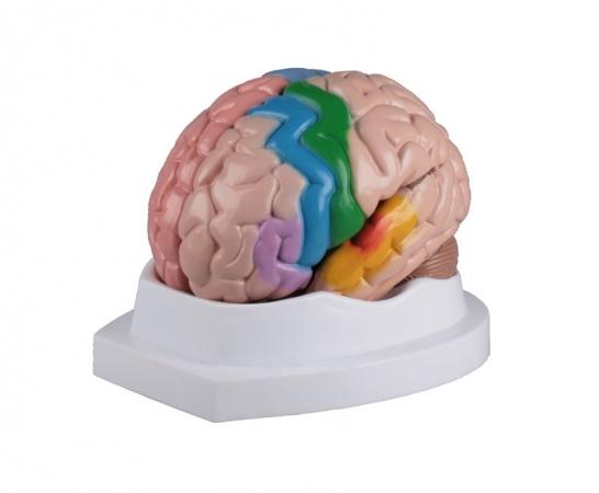 Model mózgu, 5 części Nr ref: MA00739 Informacja o produkcie: Model mózgu, 5 części