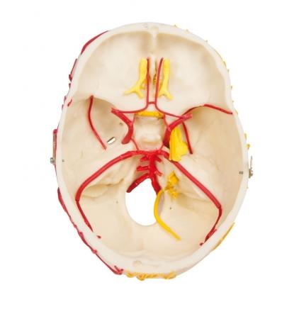 czaszki "neuronaczyniowej" z nerwami i naczyniami.