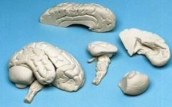 Miękki model mózgu, 8 części Nr ref: MA00741 Informacja o produkcie: Miękki model mózgu, 8 części Wysokiej jakości, realistyczny model