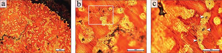 54 Kowalski et al.: Towards direct casting: Archaeometallurgical insight Fig. 6. The OM images of the microstructure of the casting mould from Elgiszewo: a 100x; b, c 500x. Obr. 6. Mikrostruktura licí formy z Elgiszewa (optická mikroskopie): a 100x; b, c 500x.