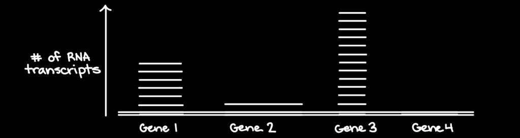 Regulacja działania genów Każdy gen ulega ekspresji na innym poziomie Komórki z tym samym DNA